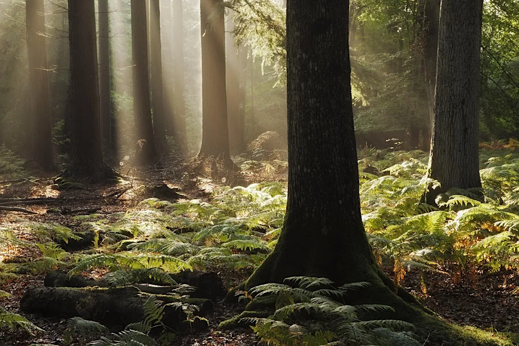 Langdon forest bathing at Langdon Nature Discovery Park (new)