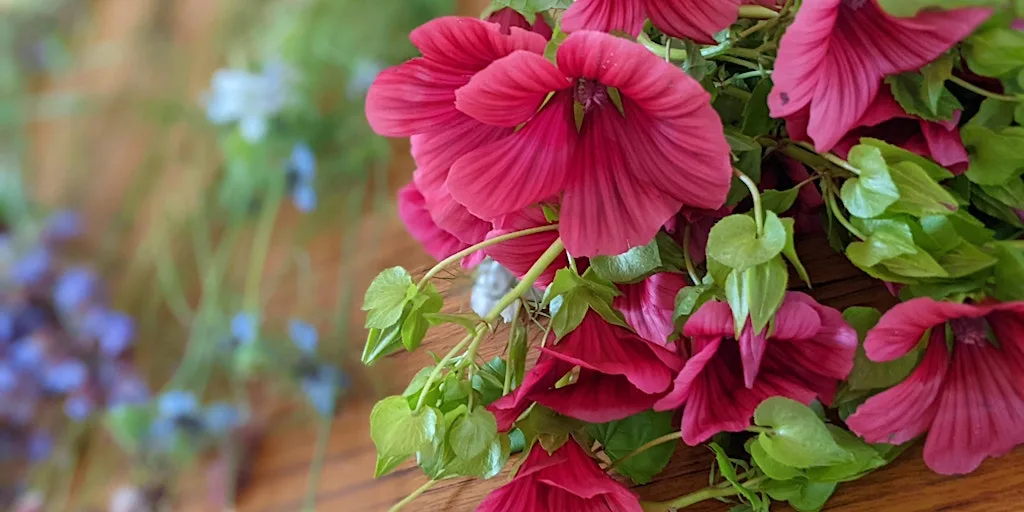 Planning your cut flower garden at St Ann's Allotments