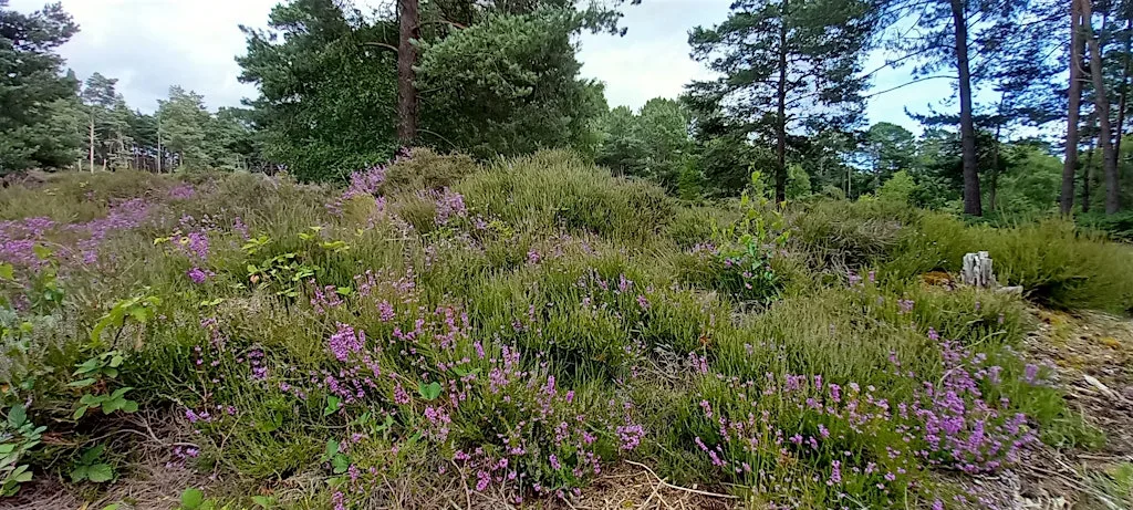St Catherine's Hill Heathland Safari at St Catherine's Hill