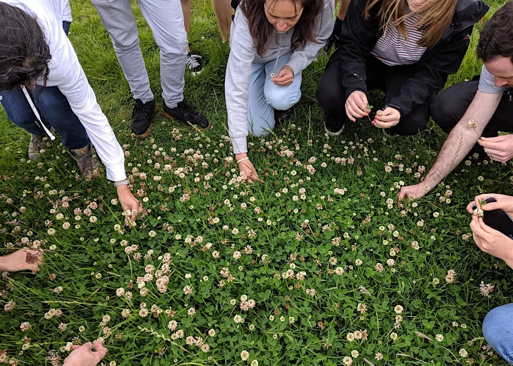 Summer Foraging Course - Heaton Park, Newcastle