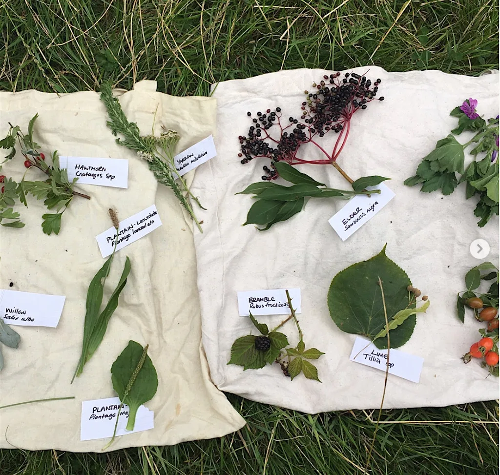 Autumn Foraging Course - Heaton Park, Newcastle at Heaton Park