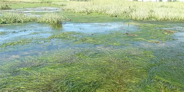 Talks on the wild side: Essex's marine & coastal work at The Naze Nature Discovery Centre