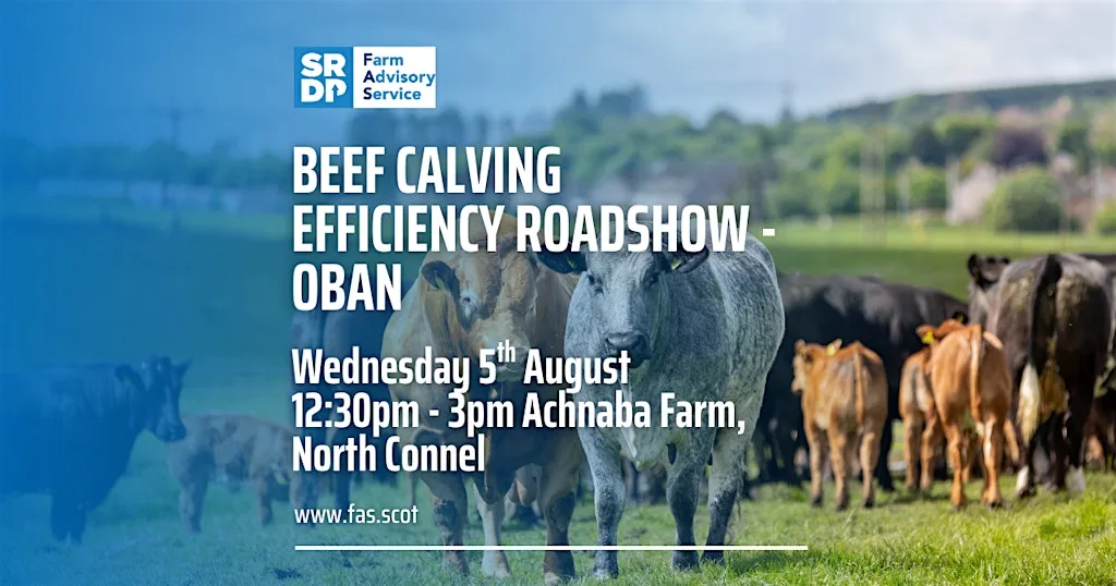 Beef Calving Efficiency Roadshow - Oban at Achnaba Farm