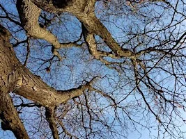 Autumn Forest Bathing at Logie Kirk Car Park