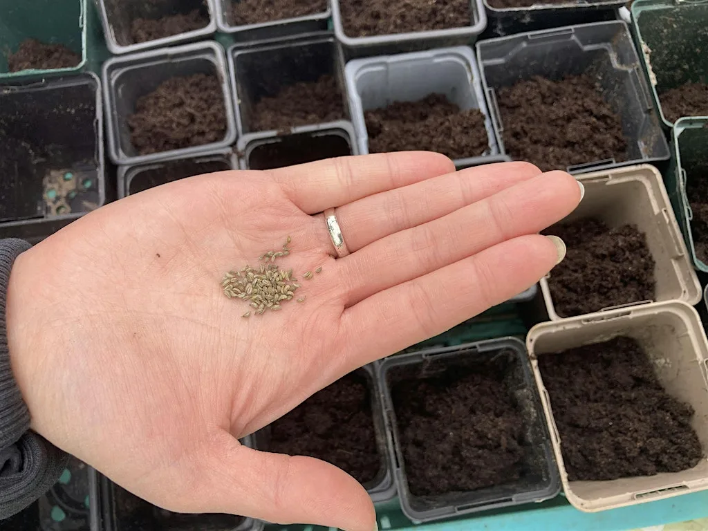 Summer Sowing for Winter Vegetable Growing with RBGE