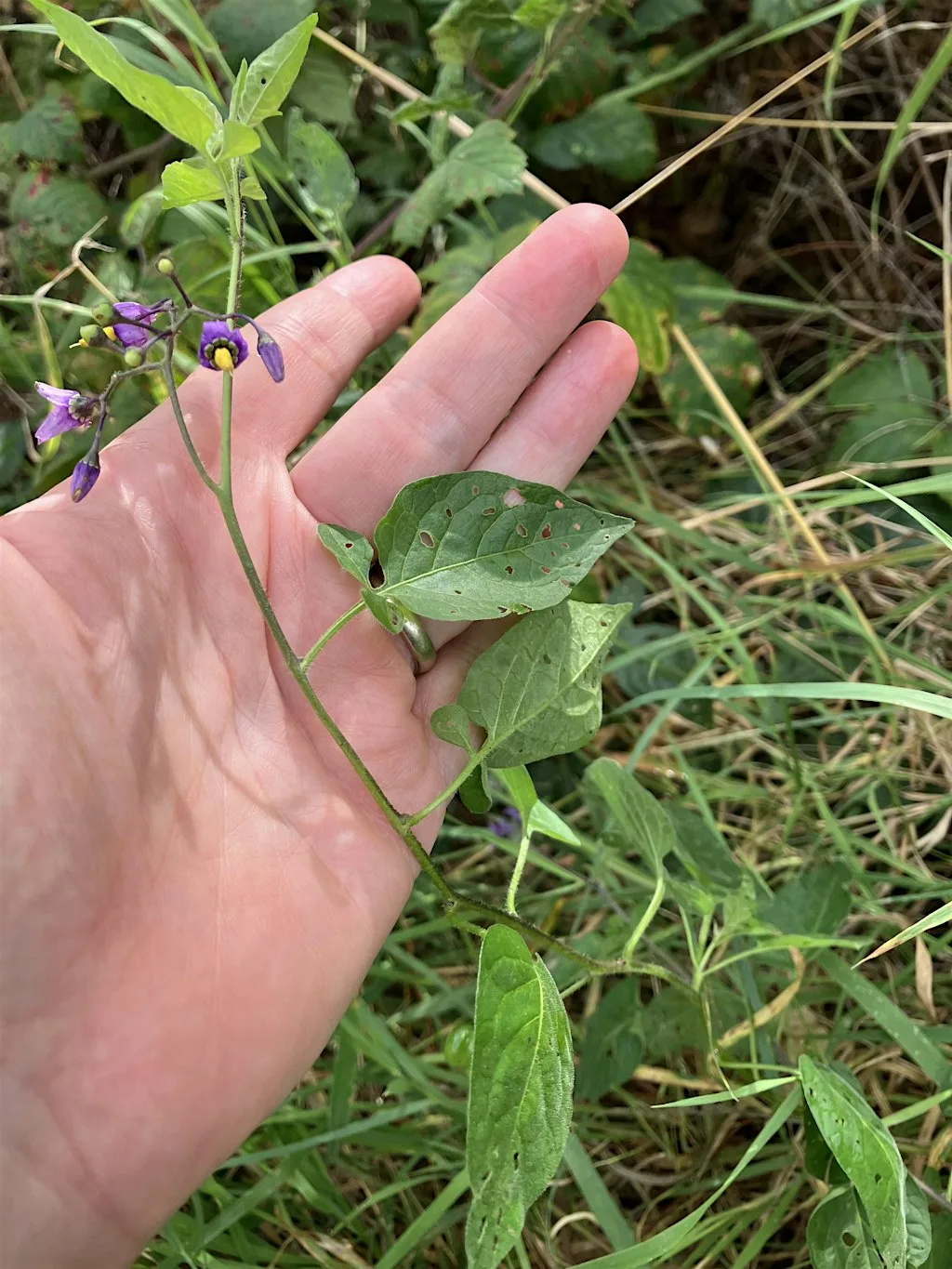 Writing (with) Plants with Wendy Wuyts at Tramore Valley Park EcoLab