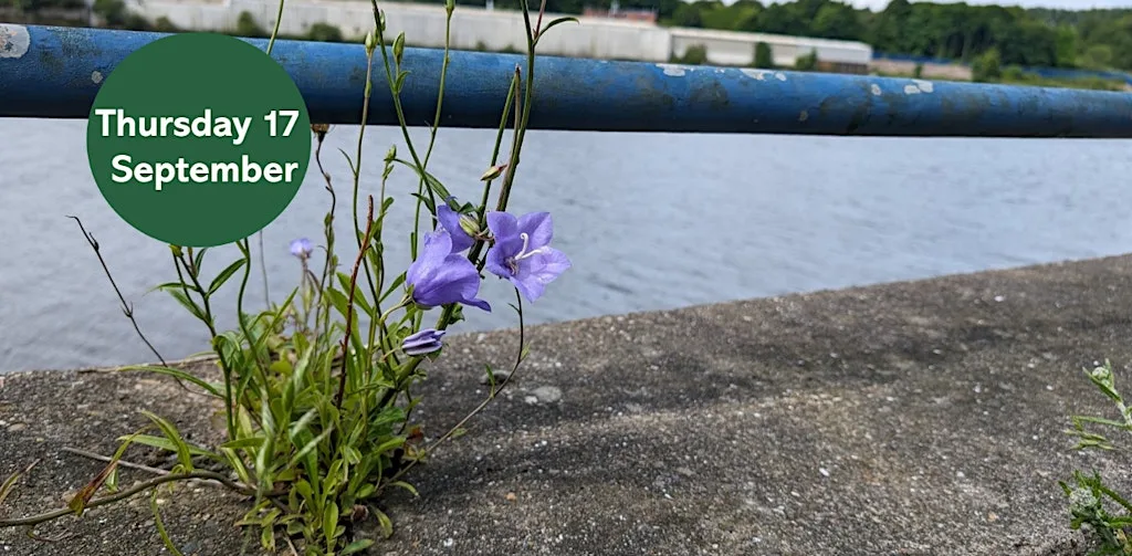 Ouse Burn Way: Exploring Urban Plants