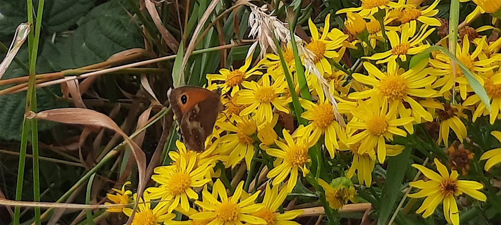 Big Butterfly Count Beechdale Park at Beechdale Park