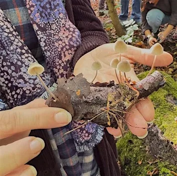 Fungi Walk with Dave Winnard at Beesley Green Community Centre