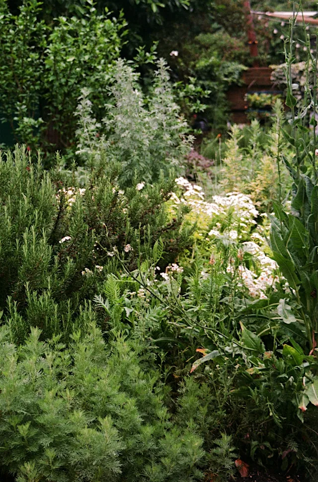 The Gardening Drawing Club - Delightful Herbs Workshop at The Serge Hill Project