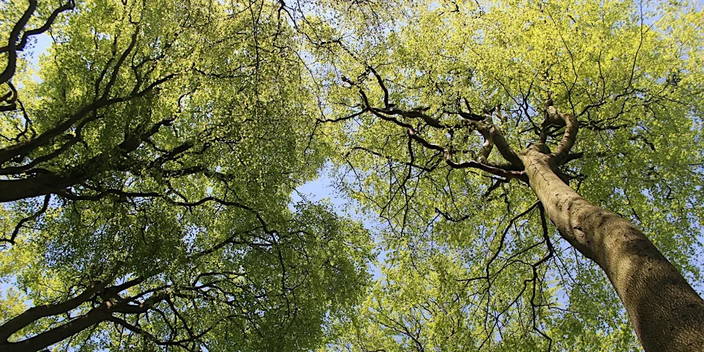 Urban Nature Club at Walthamstow Wetlands: Incredible Trees