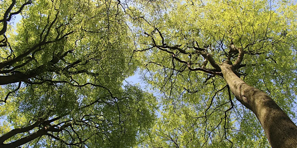 Urban Nature Club at Sydenham Hill Wood: Incredible Trees at Sydenham Hill Wood and Cox's Walk