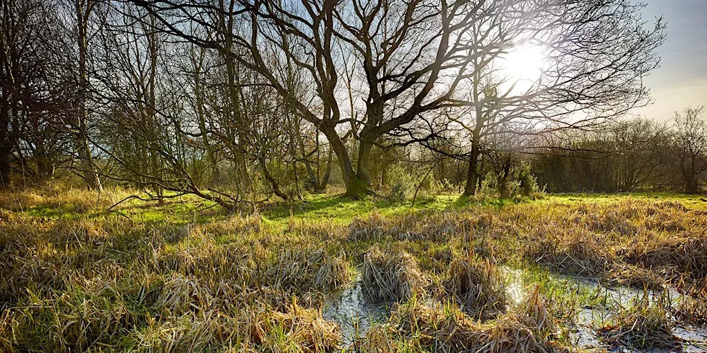 Summer at Sweet Briar Marshes - a free volunteer-led walk at NWT Sweet Briar Marshes