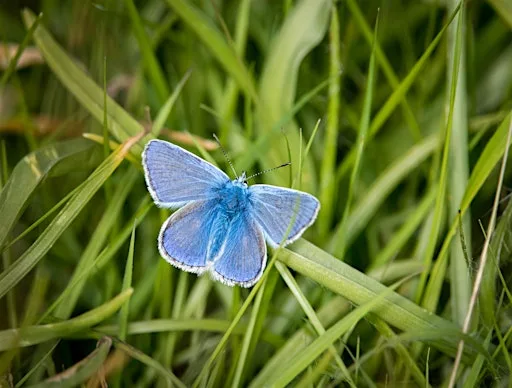 Butterfly Walk at Heysham Nature Reserve at Heysham Nature Reserve