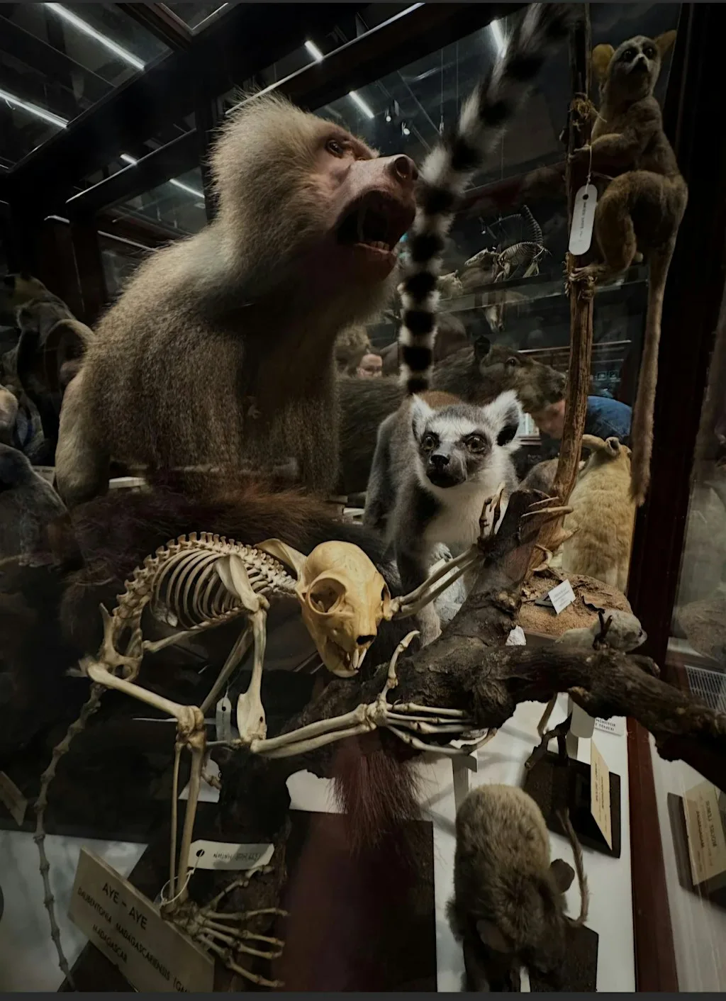 Dublin Weird Girl Society Excursion: The Dead Zoo Exhibition followed by pi at National Museum of Ireland – Decorative Arts & History in Collins Barracks, Benburb Street, Dublin 7 (D07 XKV4).