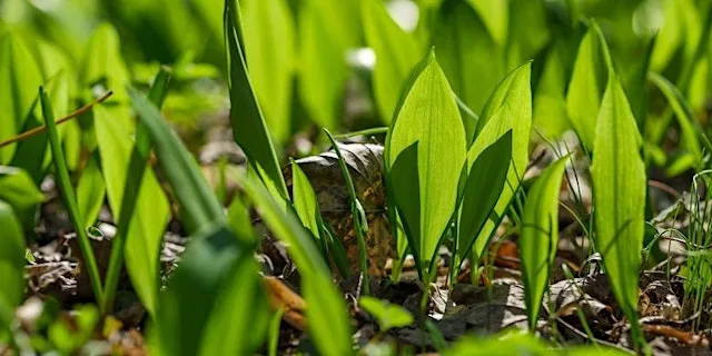 Nature Spotting: Accessible to all