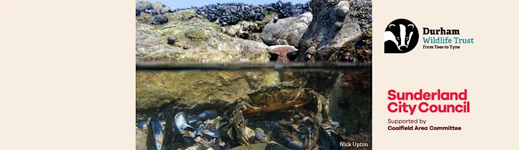 Seasons of Connection – Nature, Community & Wellbeing: Rock(pool) stars! at Whitburn Bents car park