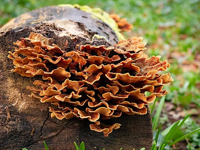 NWT Sweet Briar Marshes - Fantastic fungi (Adult event) at bmx track