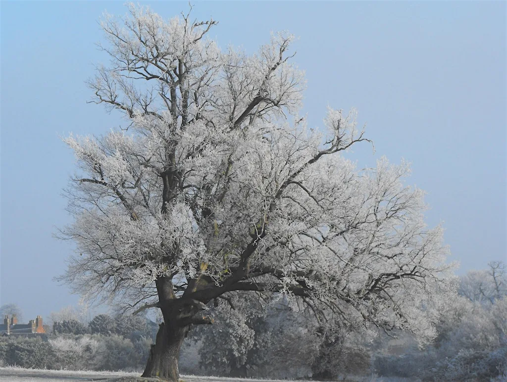 NWT Sweet Briar Marshes - Winter tree identification for beginners