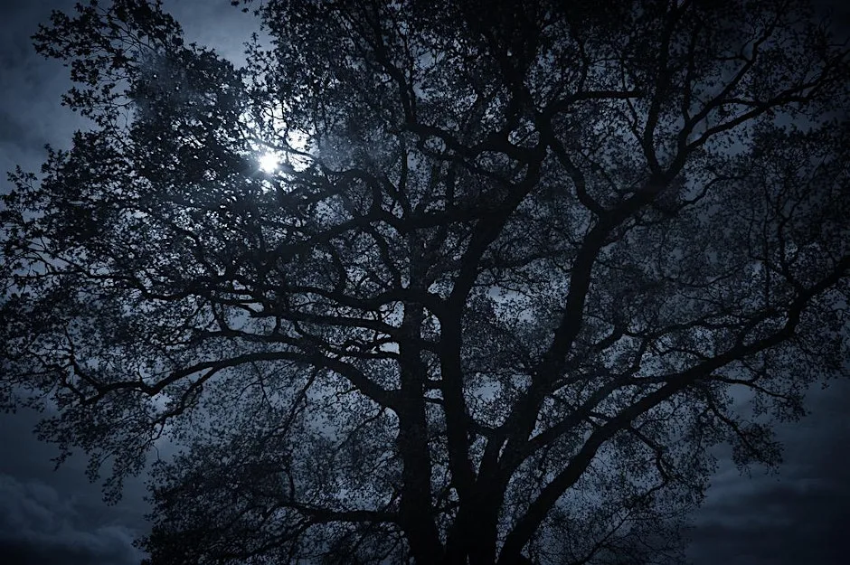 NWT Sweet Briar Marshes - Winter stargazing (Adult event 10 Nov)