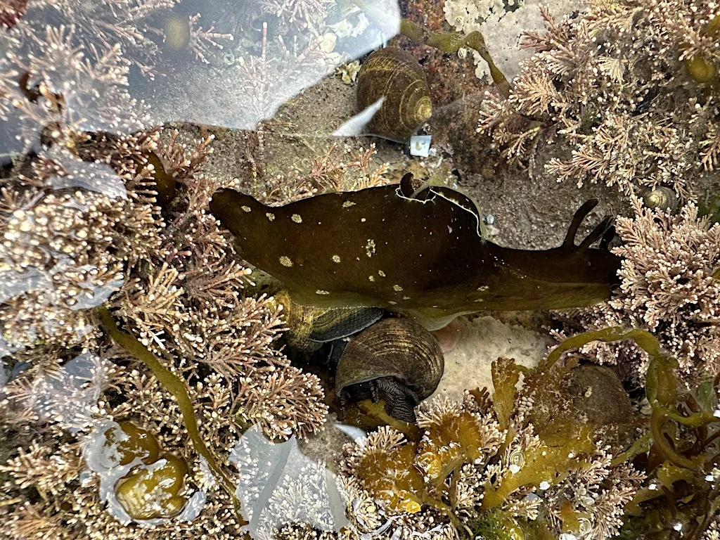 Torry Summer BioBlitz: Early Morning Rockpooling at Greyhope Bay Centre