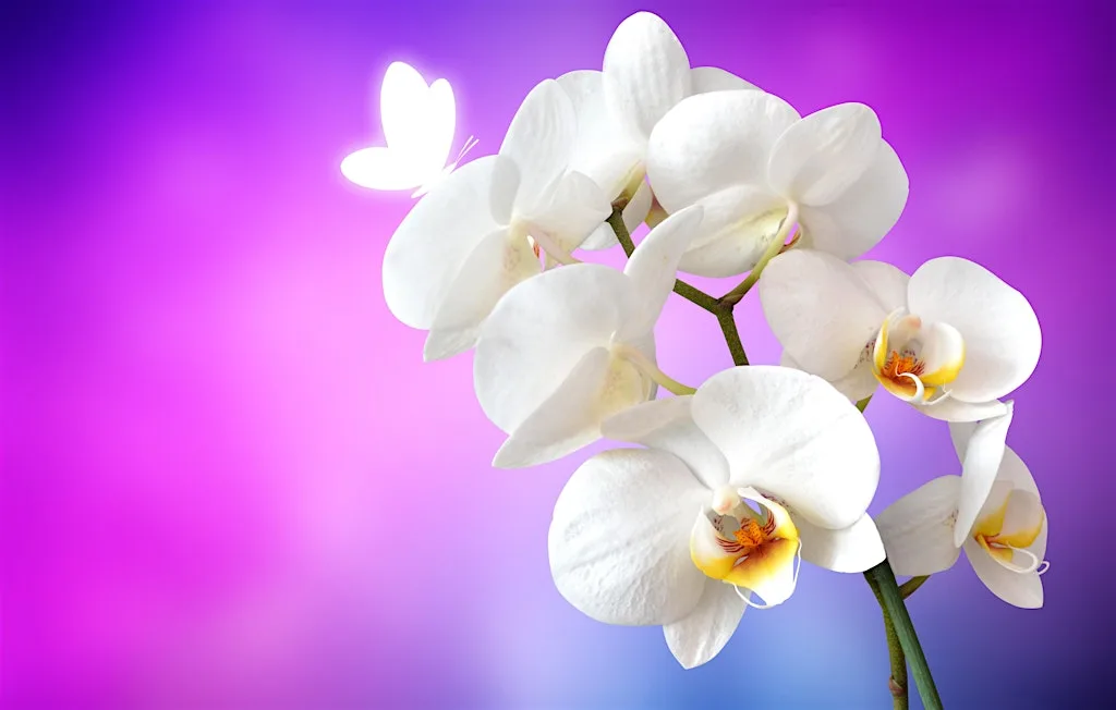 Free Heartfulness Relaxation & Meditation - Eastbourne at Cafe Joon