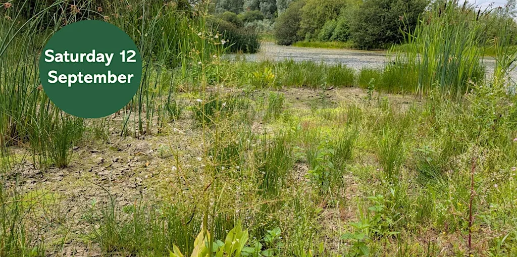 Ouse Burn Way: Wildflower Walk at Woolsington at Woolsington Parish Ponds (Lily Pond)