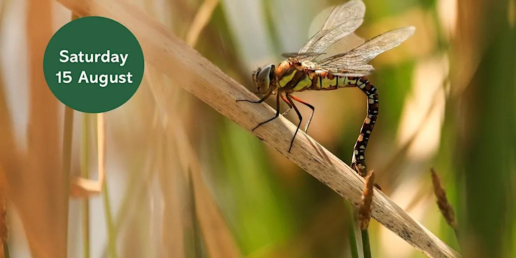 Ouse Burn Way: Dragonfly Walk at Woolsington Parish Ponds (Lily Pond)