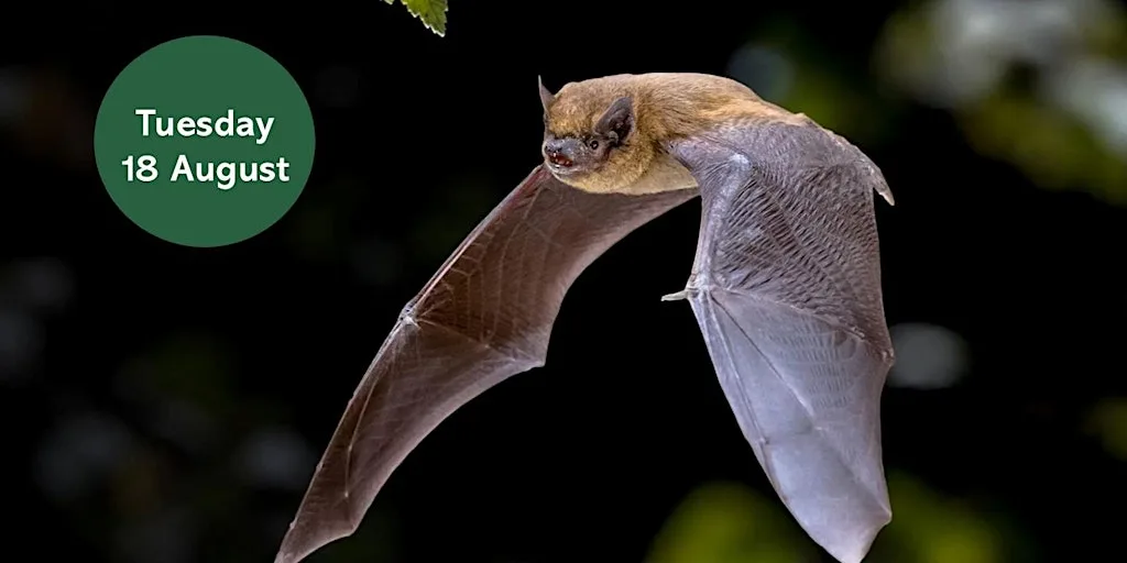Ouse Burn Way: Bat Walk