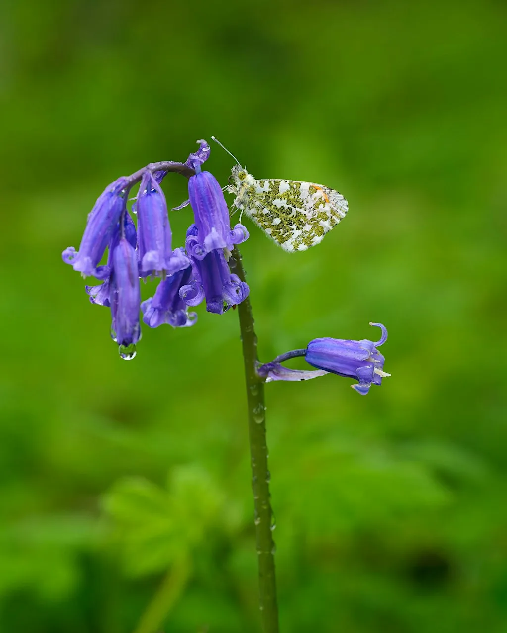 BIG BUTTERFLY COUNT: Victoria Embankment Memorial Garden