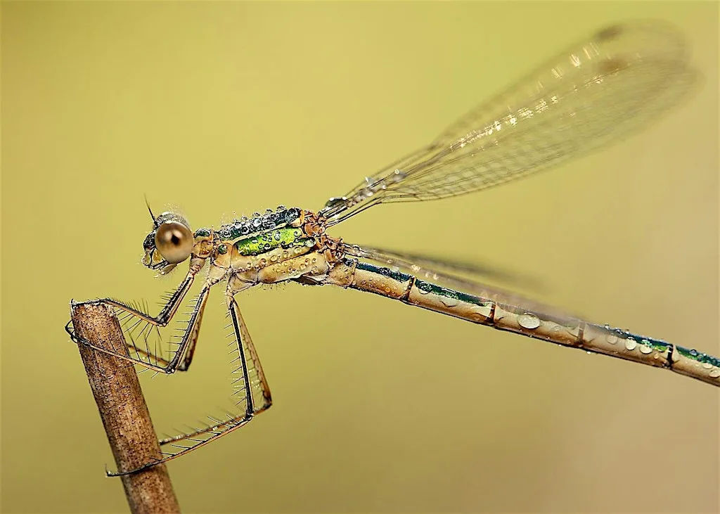 Urban Nature Club at Grosvenor Square: Dragonflies
