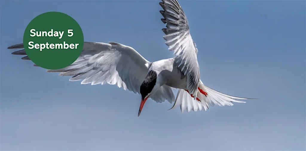 Summer Bird Walk: Migrating Birds