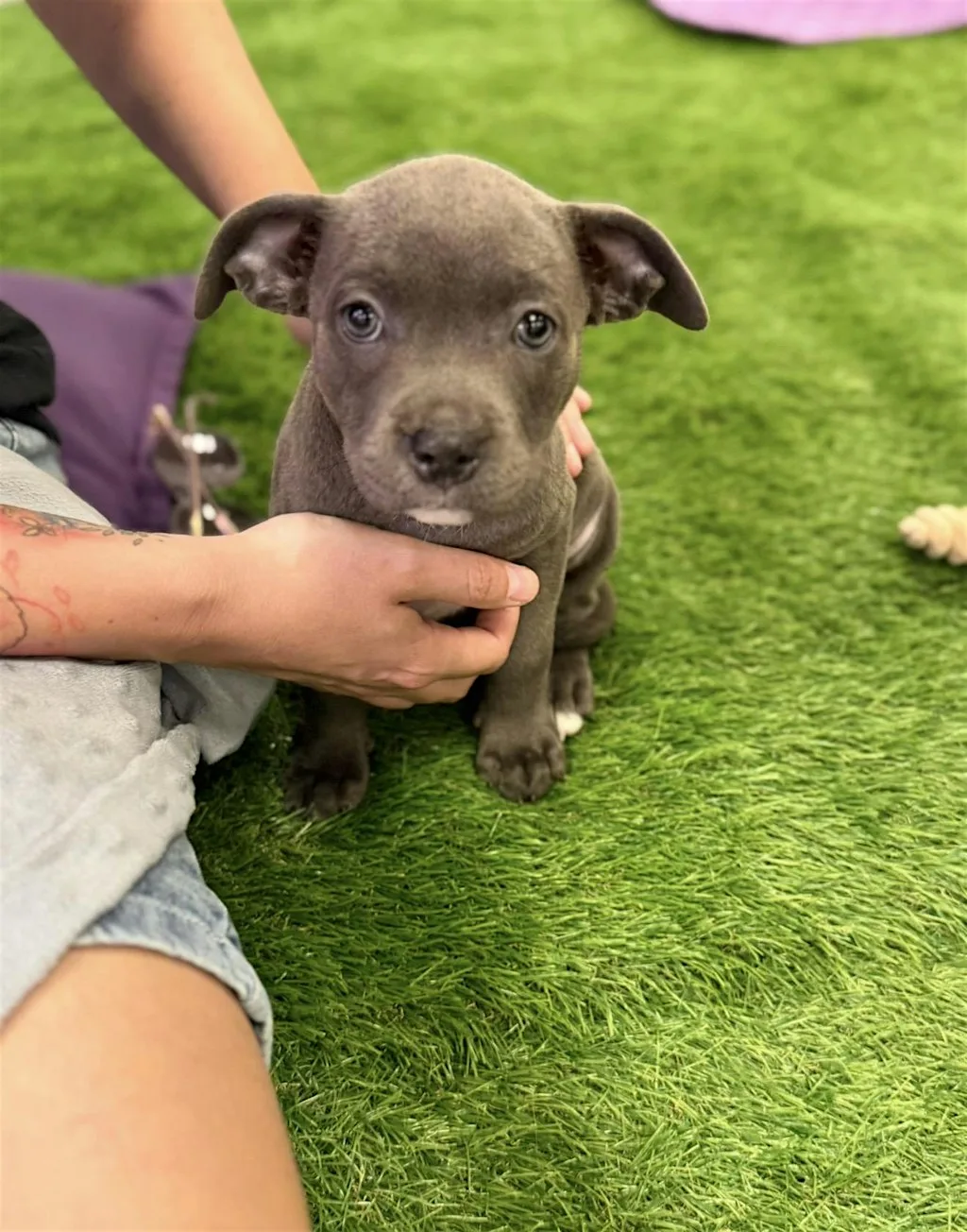UKs Best Therapy! Cuddle & Play with Staffy Pups. Enjoy a free Drink
