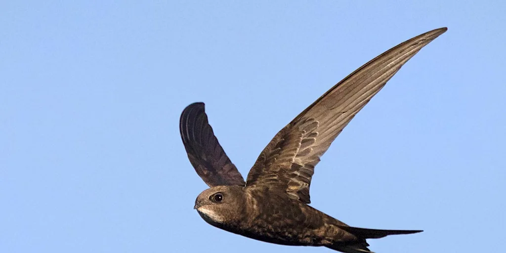 Swifts: An evening talk - Woolley Firs, Maidenhead, Thursday 24 September at Woolley Firs Environmental Education Centre
