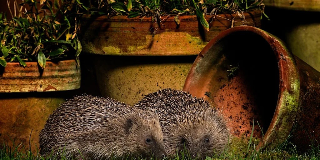 Hedgehogs: An evening talk - Woolley Firs, Maidenhead, Thursday 12 November at Woolley Firs Environmental Education Centre