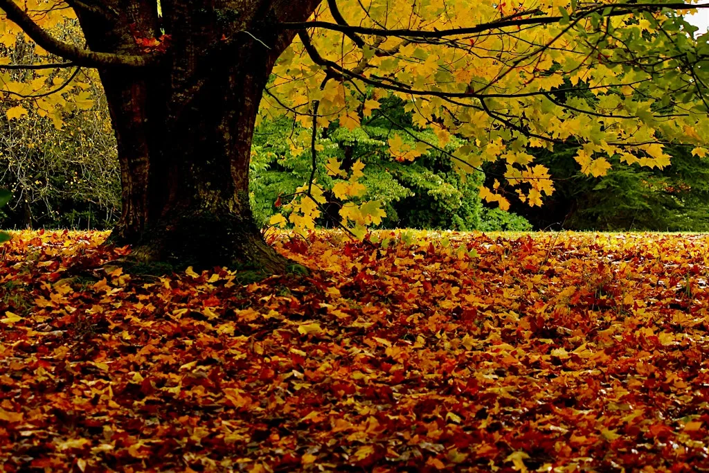 Loss and Grief Tending - Held in Nature at Hampden Park