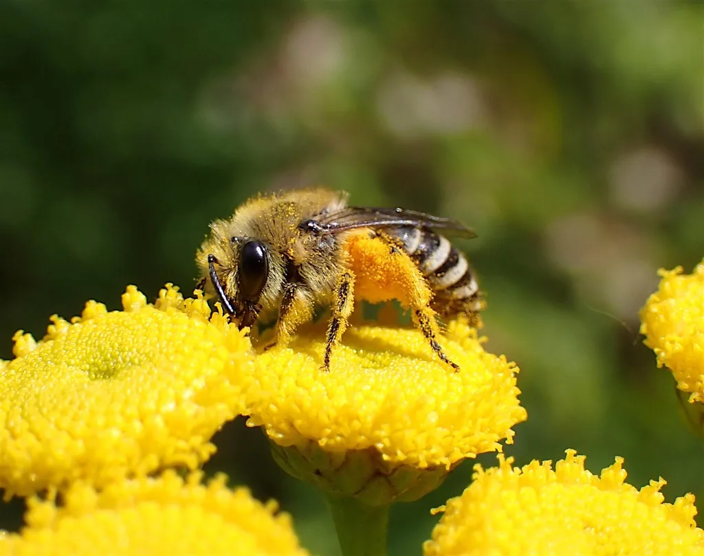 Introduction to the Solitary Bees of south and central Scotland