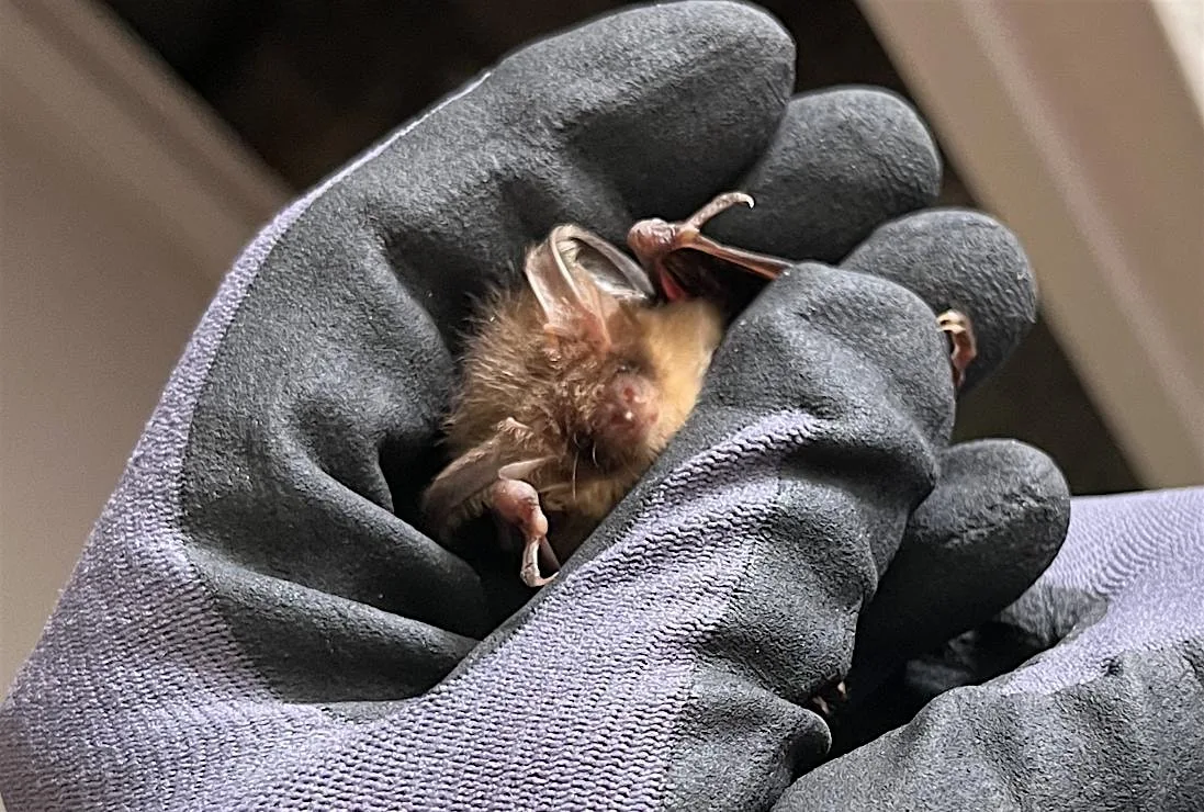 Family Bat Walk - Church of Our Lady, Seaton