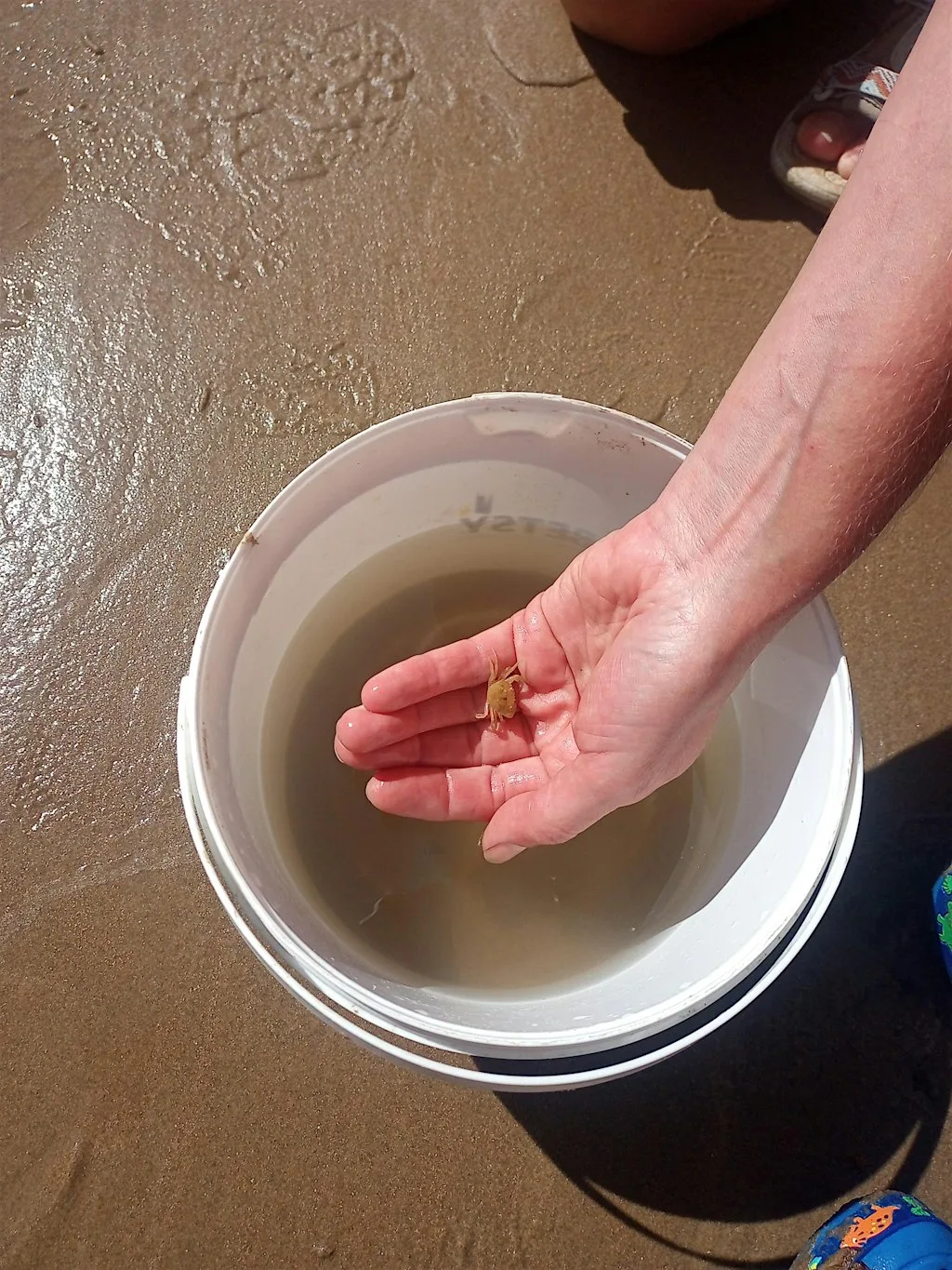 Combe Valley Nature Detectives Beach Discovery Session at Glyne Gap Beach