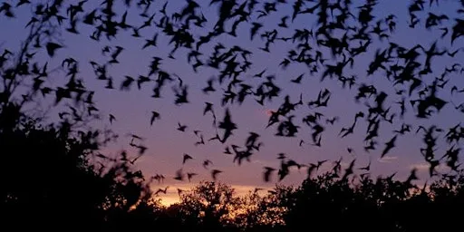 Bat Night at Kingsbury Water Park at Kingsbury Water Park