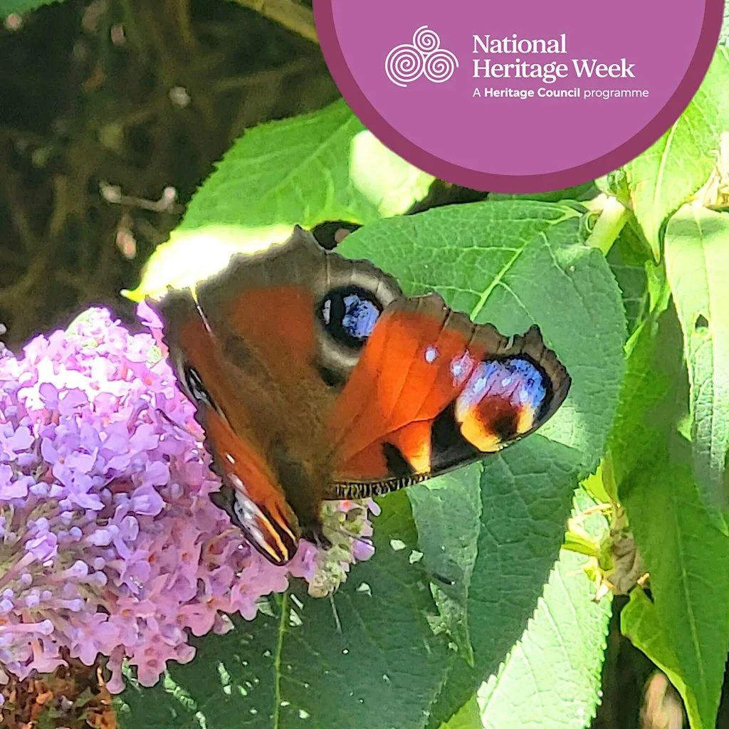 Discover Our Natural Heritage: A Woodland Biodiversity Walk at Clonaslee Trailhead