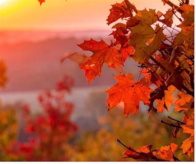 Autumn Equinox Yin Yoga,Cacao & Sound Therapy at Embody Wellness
