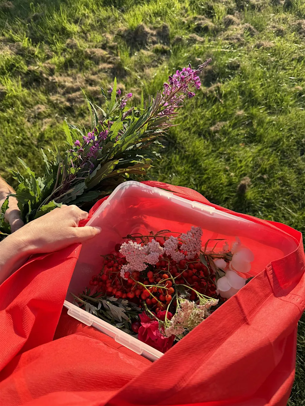Forage, Brew & Sip: A Guided Wild Tea Walk