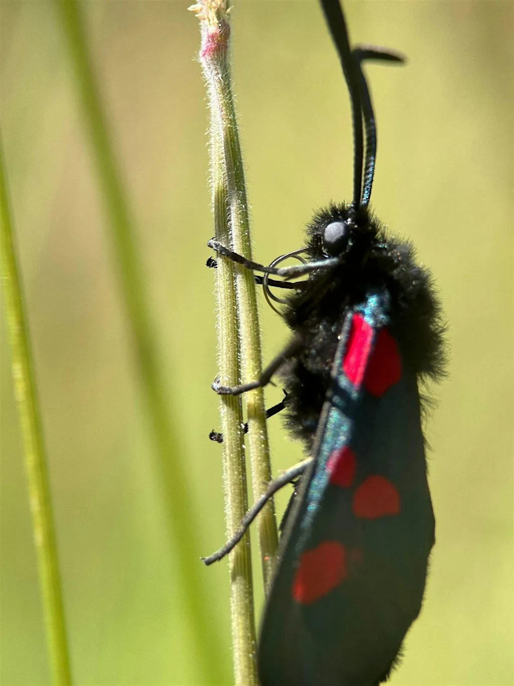 Green Skills: Butterfly Transect