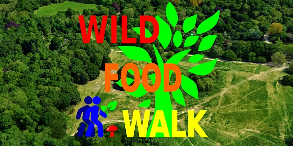 September Hampstead Heath (London) Wild Food Foraging/ Foragers Walk. at Hampstead Heath