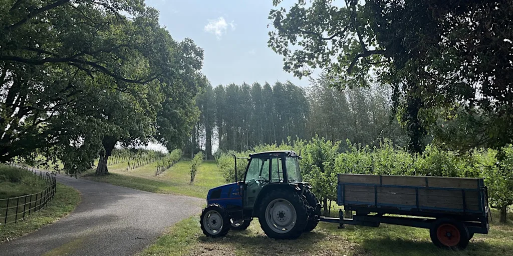 Heyford Hills Farm PYO Plums - MORNING
