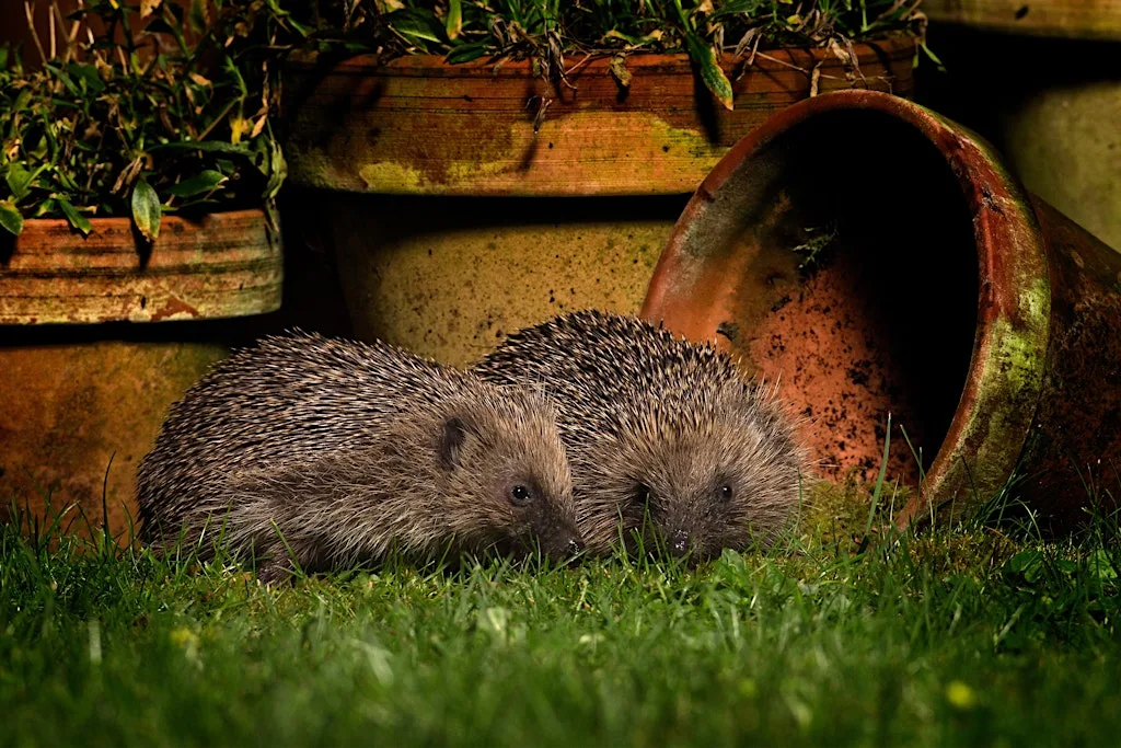 Family Trail: Hedgehog Adventure - Sutton Courtenay, Monday 26 October
