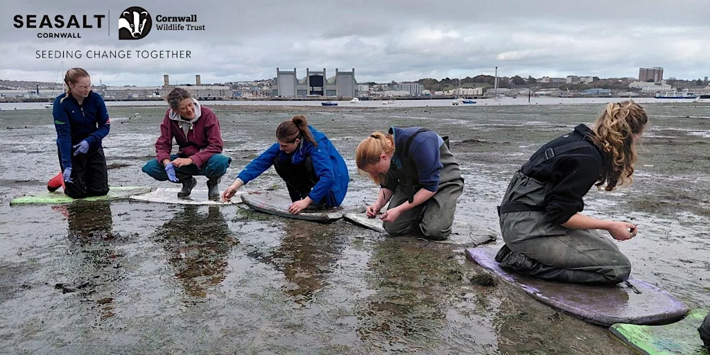 Torpoint - Intertidal seagrass seed collecting at Torpoint