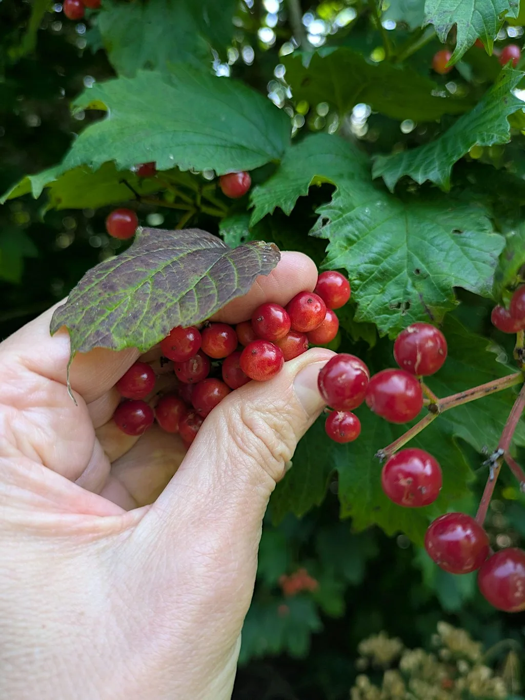 Seed Collecting with Moor Trees at Plymbridge Woods at National Trust - Plymbridge Woods