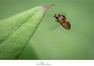 Wildlife Photography & Mental Health Talk at Far Ings